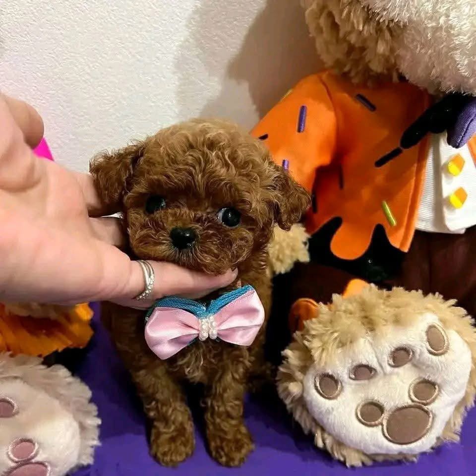 Vegas Toy Poodle