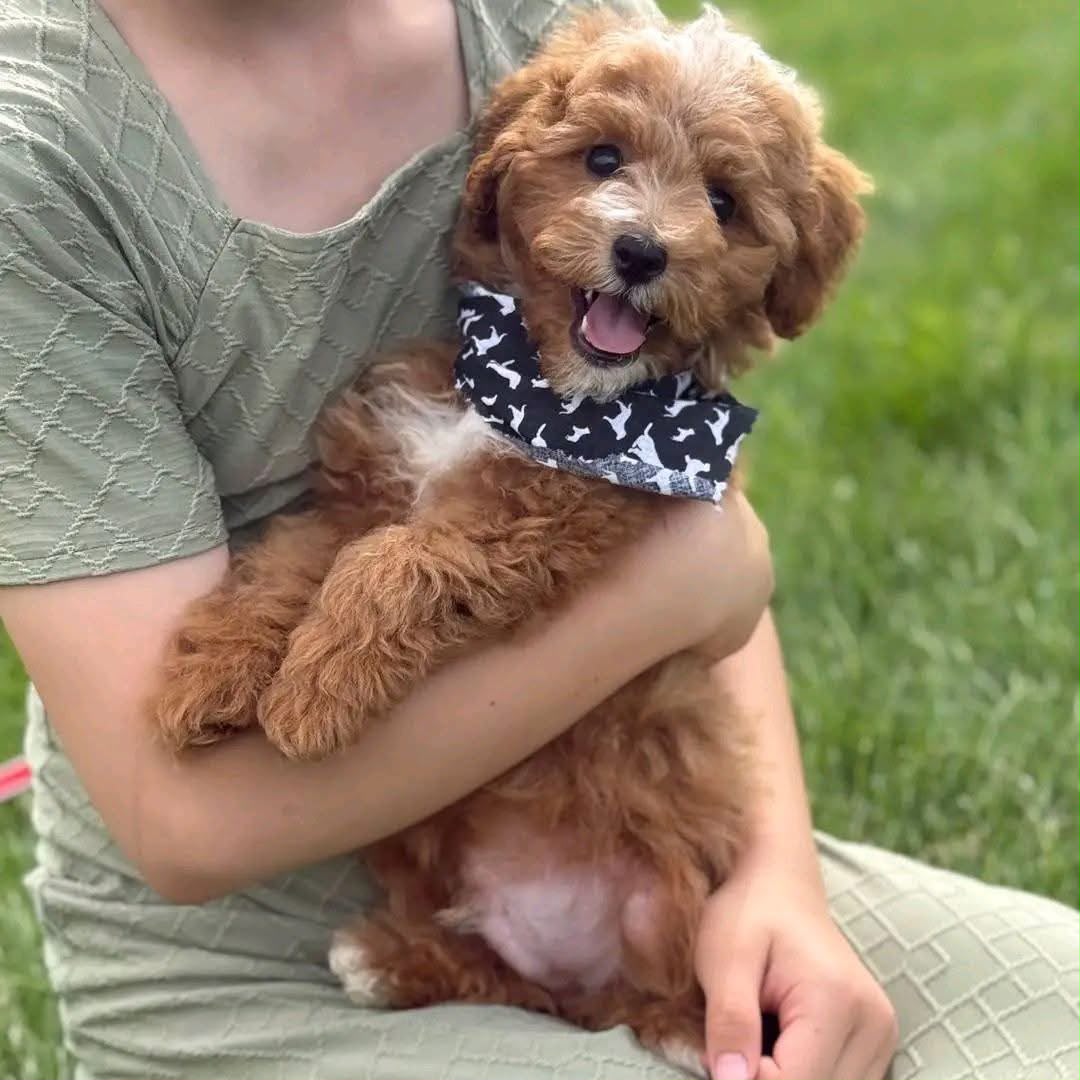 Vegas Toy Poodle