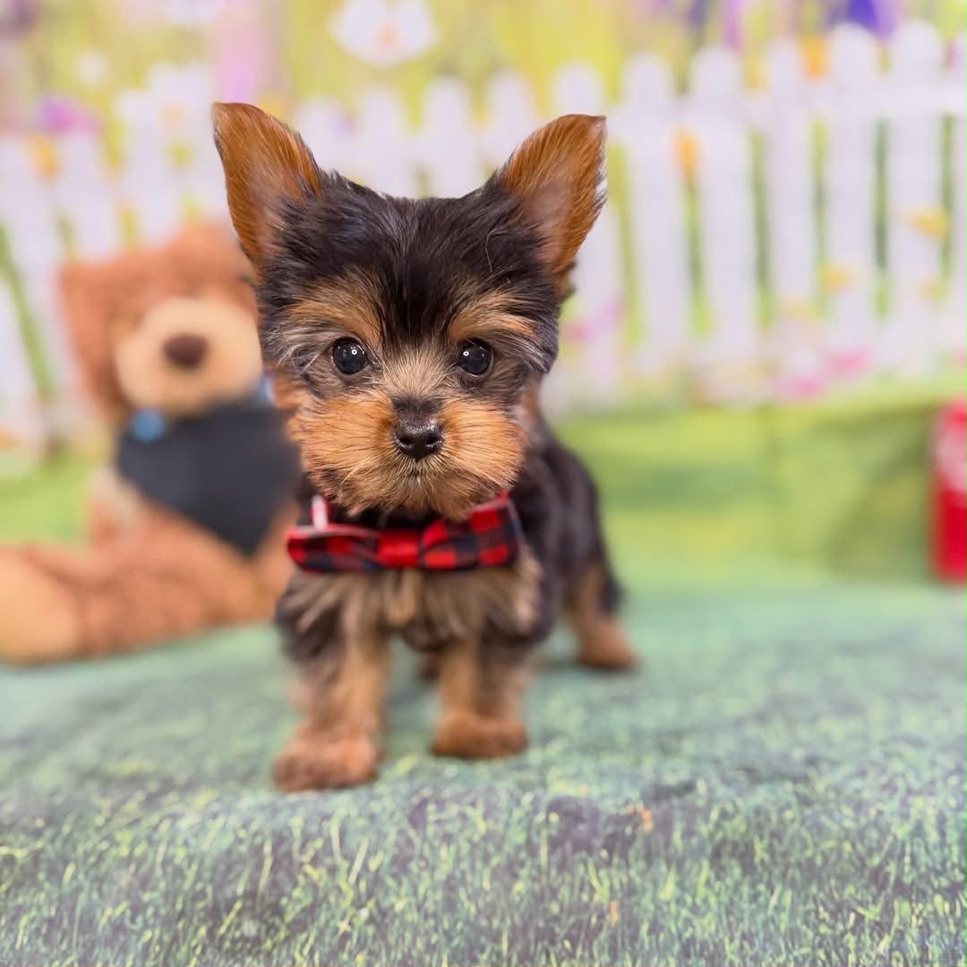 Vegas Toy Poodle