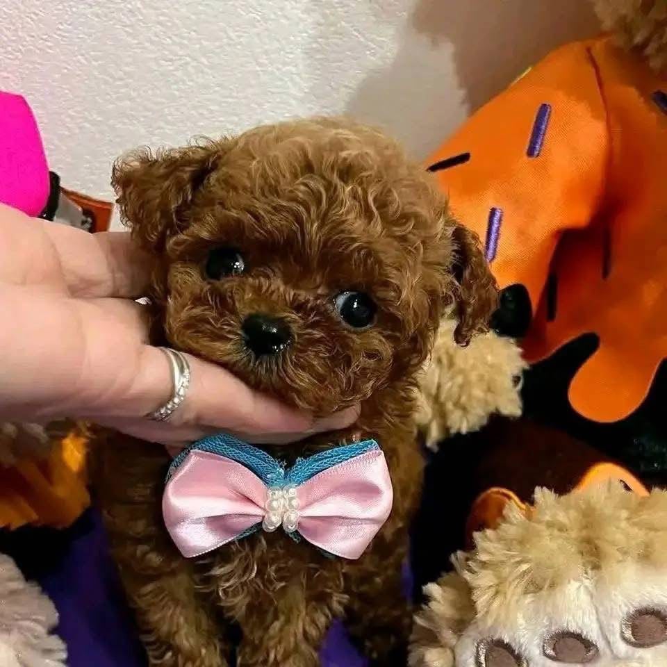 Vegas Toy Poodle