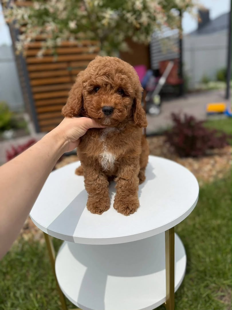 Vegas Toy Poodle