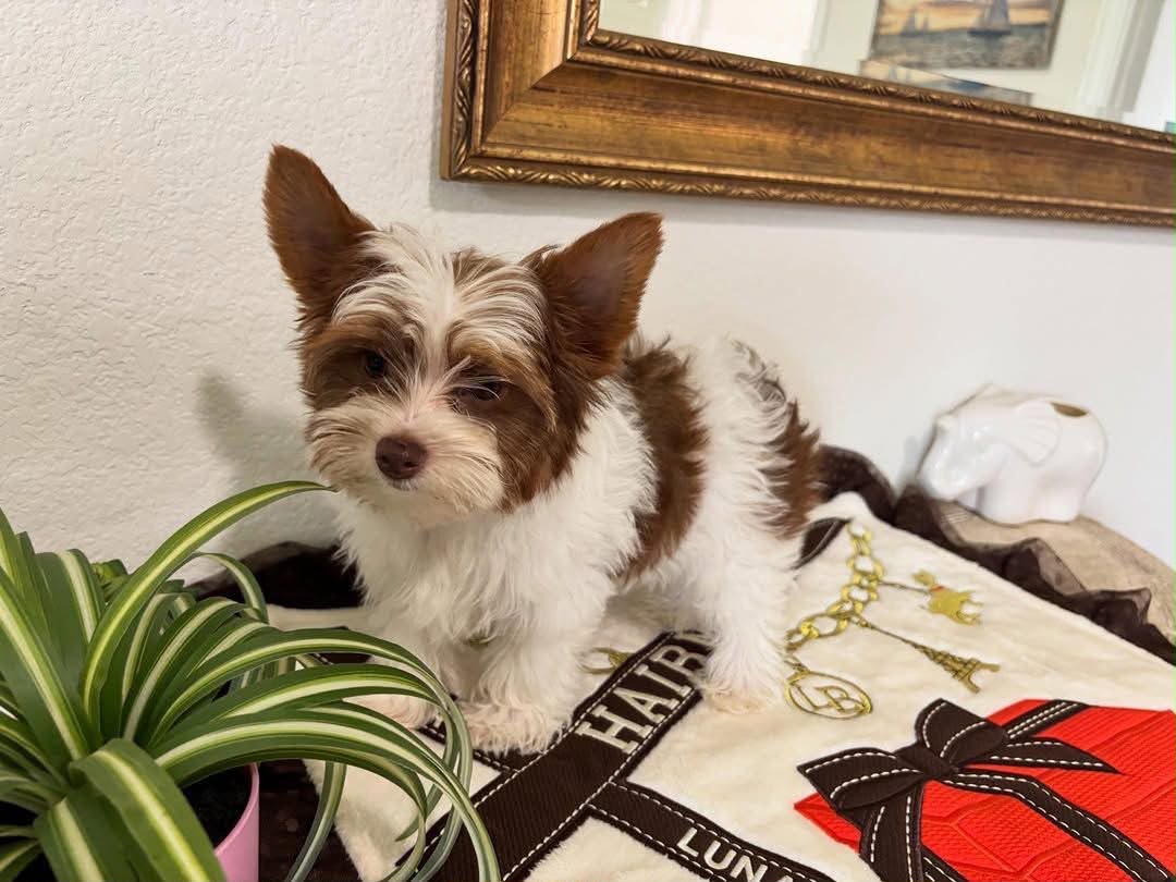 Vegas Toy Poodle