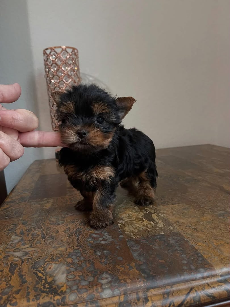 Vegas Toy Poodle