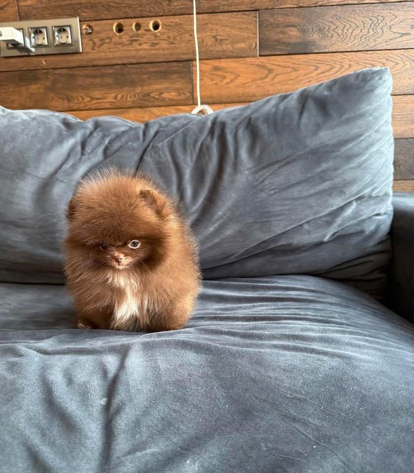 Vegas Toy Poodle