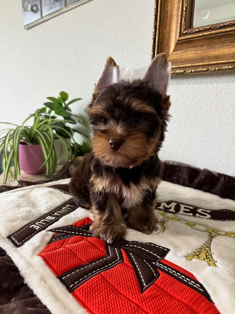Vegas Toy Poodle